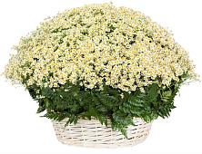 Цветочная композиция из Ромашки в корзине #REPLACE_PRED# Комаричах